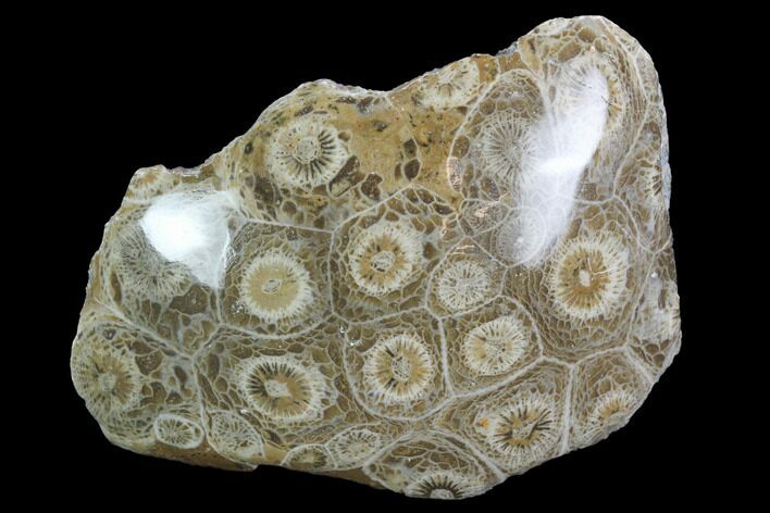 Polished Fossil Coral (Actinocyathus) - Morocco #100657